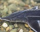 Sturgeons have been of economic importance for their meat and eggs (caviar). 5 of the 6 sturgeon species that were once native to the Danube are extinct or close to extinction, including the gigantic Beluga (Huso huso), which can grow to the size of a small bus. The loss of spawning grounds and disruption of migration routes are among the main threats.