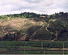 Illegal logging is a major problem in Romania, Bulgaria and Slovakia.