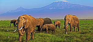 African elephant (Loxodonta africana) herd with Kilimanjaro mountain in the background. Amboseli ... / ©: WWF-Canon / Martin HARVEY / ©: WWF-Canon / Martin HARVEY