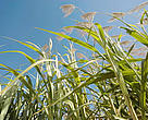 In Uganda, waragi is distilled from sugar cane. In other parts of Africa it is distilled from cassava, bananas or millet.