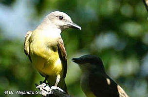 Suiriri (Tyrannus melancholicus) - Aves del Bosque Atlántico del Alto Paraná. / ©: Dr. Alejandro Gonzalez Suiriri (Tyrannus melancholicus) - Aves del Bosque Atlántico del Alto Paraná. / ©: Dr. Alejandro Gonzalez