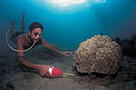 Cyanide fishing in a coral reef, the Philippines. The cyanide kills coral polyps and algae. / &copy;: WWF-Canon / Jurgen FREUND