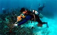 WWF researcher monitoring a coral reef in the Sulu Sea. / ©: WWF-Canon / Jürgen Freund / ©: WWF-Canon / Jürgen Freund
