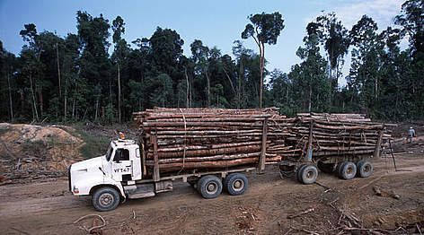 Illegal logging for paper industry and forest clearing for palm oil plantation. Tesso Nilo, Riau, ... / ©: Alain Compost / WWF-Canon rel=