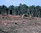 Sumatra's forests - logged for the paper industry and cleared for Palm oil plantation.