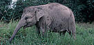 Young Sumatran elephant in Way Kambas, Sumatra, Indonesia. / &copy;: WWF-Canon / Paul FORSTER