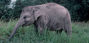Young Sumatran elephant in Way Kambas, Sumatra, Indonesia. / ©: WWF-Canon / Paul FORSTER Young Sumatran elephant in Way Kambas, Sumatra, Indonesia. / ©: WWF-Canon / Paul FORSTER