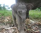 The baby elephant was named Imbo, which is derived from the word ‘rimbo’ meaning 'forest' in the traditional Malayan language spoken by the people of central Sumatra. 