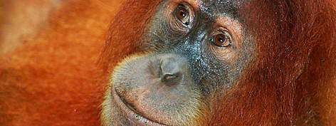  / &copy;: Peter Hofland / WWF-Canon
