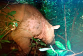 First-ever camera trap photo of a Sumatran rhinoceros (Dicerorhinus sumatrensis) in the wild on the ... / ©: WWF-Malaysia / Raymond ALFRED / ©: WWF-Malaysia / Raymond ALFRED