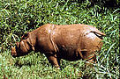 Sumatran rhinoceros (<i>Dicerorhinus sumatrensis</i>). / &copy;: WWF-Canon / Michel TERRETTAZ