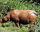 Sumatran rhinoceros (<i>Dicerorhinus sumatrensis</i>).