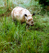  / &copy;: WWF-Canon / Gerald S. CUBITT