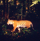  / &copy;: WWF-Canon / Mike GRIFFITHS
