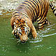 &copy; Saipul SIAGIAN / WWF-Indonesia