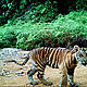 &copy; WWF-Indonesia / Tiger Survey Team