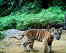 Young tiger wandering around with its mother (not shown on the picture) in Rimbang Baling-Bukit Tigapuluh Corridor, Riau, Indonesia.