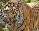 Sumatran tiger (<i>Panthera tigris sumatrae</i>).