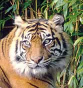 There are fewer than 400 Sumatran tigers left in the wild, with approximately 40 adult tigers found ... / ©: WWF-Canon / Frédy MERCAY Sumatran tiger (Panthera tigris sumatrae) / ©: WWF-Canon / Frédy MERCAY