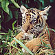 &copy; Alain Compost / WWF-Canon