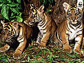 Three young cubs Sumatran tiger cubs (Panthera tigris sumatrae). / ©: Alain Compost / WWF-Canon Three young cubs Sumatran tiger cubs (Panthera tigris sumatrae). / ©: Alain Compost / WWF-Canon