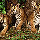 Three young Sumatran tiger cubs (Panthera tigris sumatrae), Indonesia. © Alain Compost / WWF-Canon