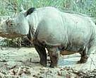 Sumatran rhino (<I>Dicerorhinus sumatrensis</I>).