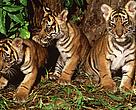 The new national park offers a better future for Sumatran tigers.
