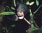 Sun bear (<i>Helarctos malayanus</i>). / &copy;: WWF-Canon / Terry DOMICO