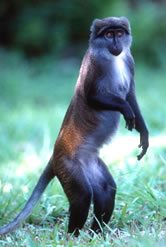 Sun-tailed Monkey (<i>Cercopithecus solatus</i>), endangered, endemic to Gabon. / &copy;: WWF-Canon / Martin HARVEY