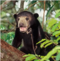 Young Sunbear (Helarctos malayanus). / ©: WWF-Canon / Alain COMPOST / ©: WWF-Canon / Alain COMPOST