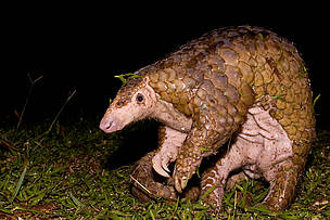 Sunda Pangolin.