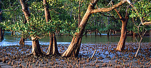 Red mangroves, Sarawak, Borneo, Malaysia. / ©: WWF-Canon / Terry DOMICO / ©: WWF-Canon / Terry DOMICO