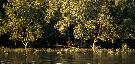 Mangrove forest on an island in the Sundarbans Tiger Reserve. Ganges Delta, India. / ©: Gerald S. Cubitt / WWF-Canon rel=