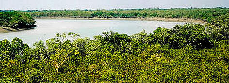 Mangove forest on a swamp island in the Sunderbans Reserve. Ganges Delta. India. / ©: WWF-Canon / Gerald S. CUBITT rel=
