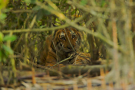 A female Bengal tiger (Panthera tigris tigris) resting in the undergrowth of a mangrove forest in ... / ©: naturepl.com/Tim Laman / WWF rel=