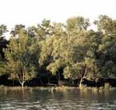 Mangrove forest on an island in the Sunderbans Tiger Reserve, Ganges Delta, India. / ©: WWF-Canon / Gerald S. CUBITT Mangrove forest on an island in the Sunderbans Tiger Reserve, Ganges Delta, India. / ©: WWF-Canon / Gerald S. CUBITT