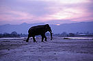 Habitat loss and fragmentation are threatening the future of elephants in India. Rajaji National ... / ©: WWF-Canon / A. Christy Williams / ©: WWF-Canon / A. Christy Williams