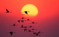 The EU Emissions Trading Directive will be central to achieving EU Kyoto Protocol targets to reduce ... / ©: WWF-Canon / Martin Harvey / ©: WWF-Canon / Martin Harvey