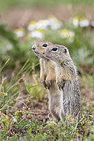 Лалугерът живее по ливадите и пасищата / &copy;: Wild Wonders of Europe/Konrad Wothe/ WWF