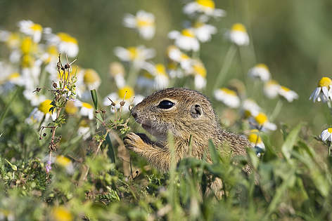 Suslik in a field in Slovakia / &copy;: Wild Wonders of Europe/Konrad Wothe/ WWF