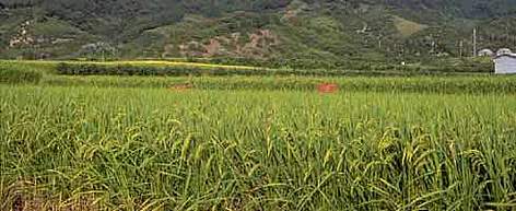 Rice fields on the outskirt of Satoyama Aichi-Seto 'Kaisho Forest'. 'Satoyama' means secondary ... / ©: WWF-Canon / WWF-Japan / Mima Junkichi Rice fields on the outskirt of Satoyama Aichi-Seto 'Kaisho Forest'. 'Satoyama' means secondary ... rel=