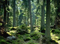 Sveaskog’s ecological landscape plans take into consideration the protection
of High Conservation ... / ©: Sveaskog / ©: Sveaskog