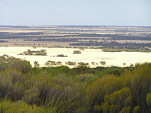 In Southwest Australia many small native animals are confined to islands of native bushland amongst ... / ©: Chris Curnow / WWF Many small Australian native animals are confined to islands of native bushland amongst a sea of ... / ©: Chris Curnow / WWF