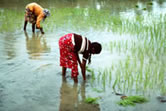 Planting rice in the rice fields of the west coast, Sri Lanka. / ©: WWF-Canon / Mauri RAUTKARI Planting rice in the rice fields of the west coast, Sri Lanka. / ©: WWF-Canon / Mauri RAUTKARI
