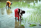  Planting rice in the rice fields of the west coast, Sri Lanka. / &copy;: WWF-Canon / Mauri RAUTKARI