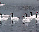 There were once more than 5,000 black necked swans in the Carlos Anwandter Nature Sanctuary before the establishment of the pulp mill.  A WWF visit to the sanctuary in August counted only four.