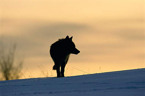 New species are invading the Arctic. Salmon from further south are running up arctic rivers. New ... / ©: WWF / Staffan Widstrand/www.staffanwidstrand.se rel=
