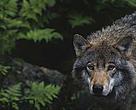 Swedish forests hold the majority of Scandanavia's endangered wolf population