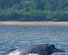 Pink river dolphin,<i> Inia geoffrensis</i>, Orinoco river, Colombia.